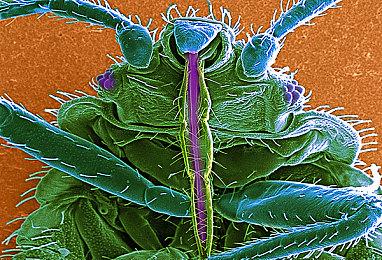 Nexon给出解决《第一后裔》帧数问题方案：删除重装